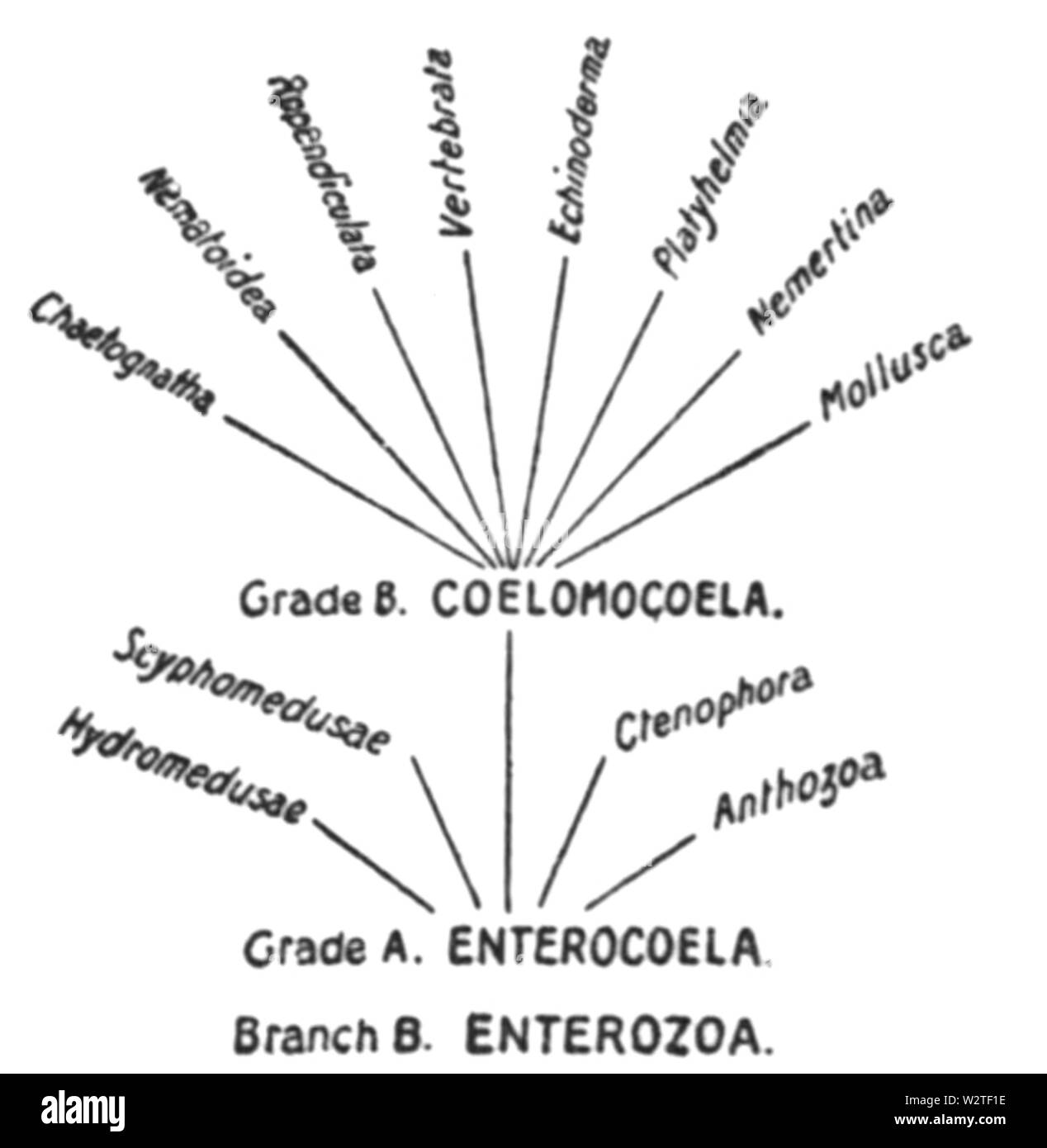 EB1911-Zoologia-1033-schema 2 Foto Stock