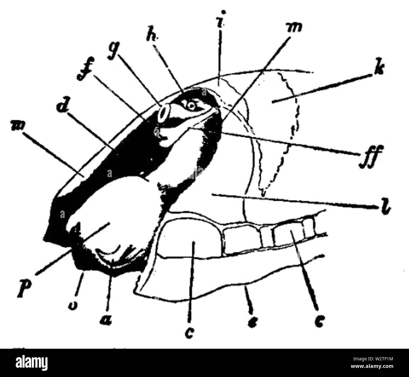 EB1911-Gastropoda 7 Foto Stock
