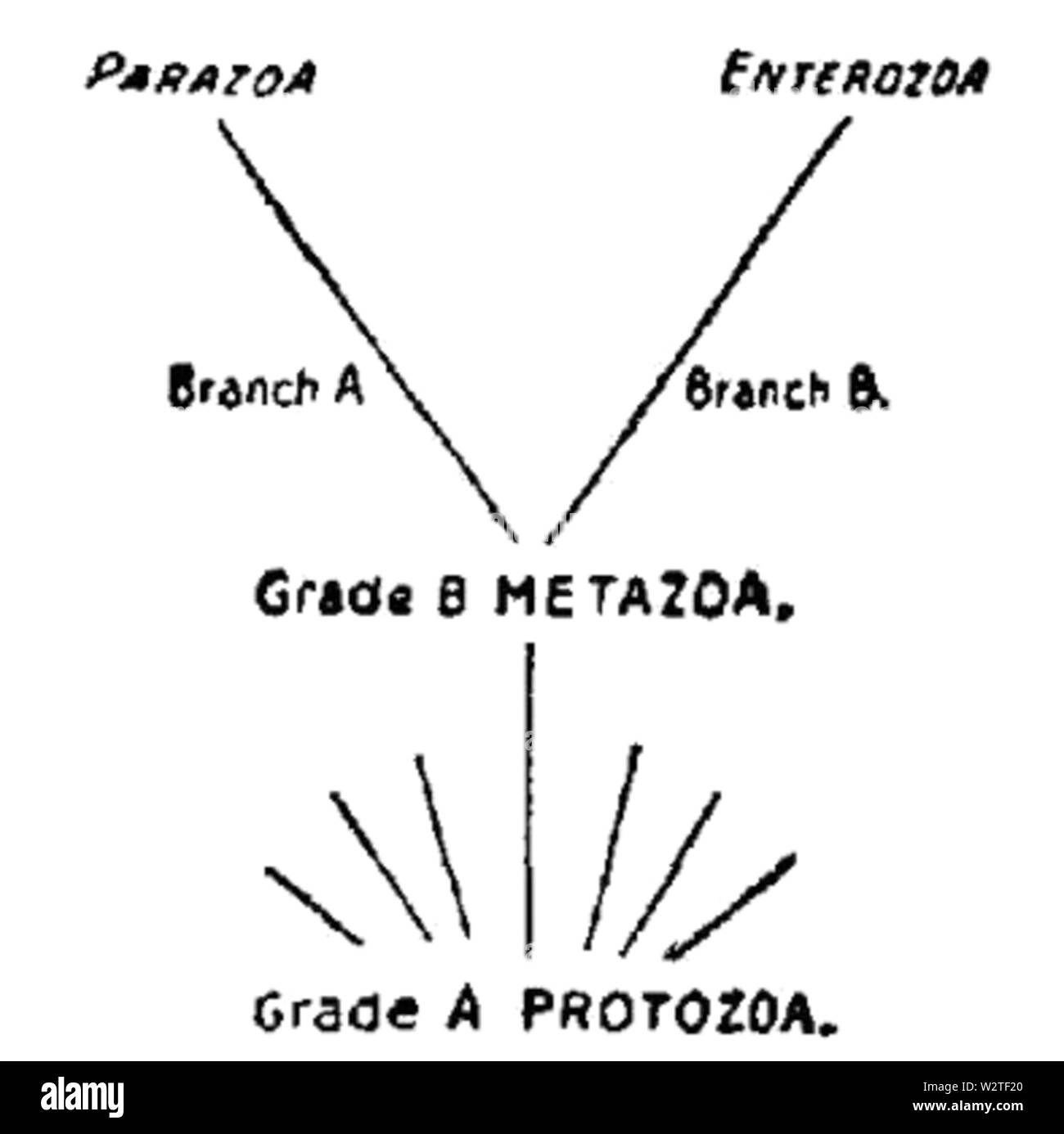EB1911-Zoologia-1033-schema 1 Foto Stock