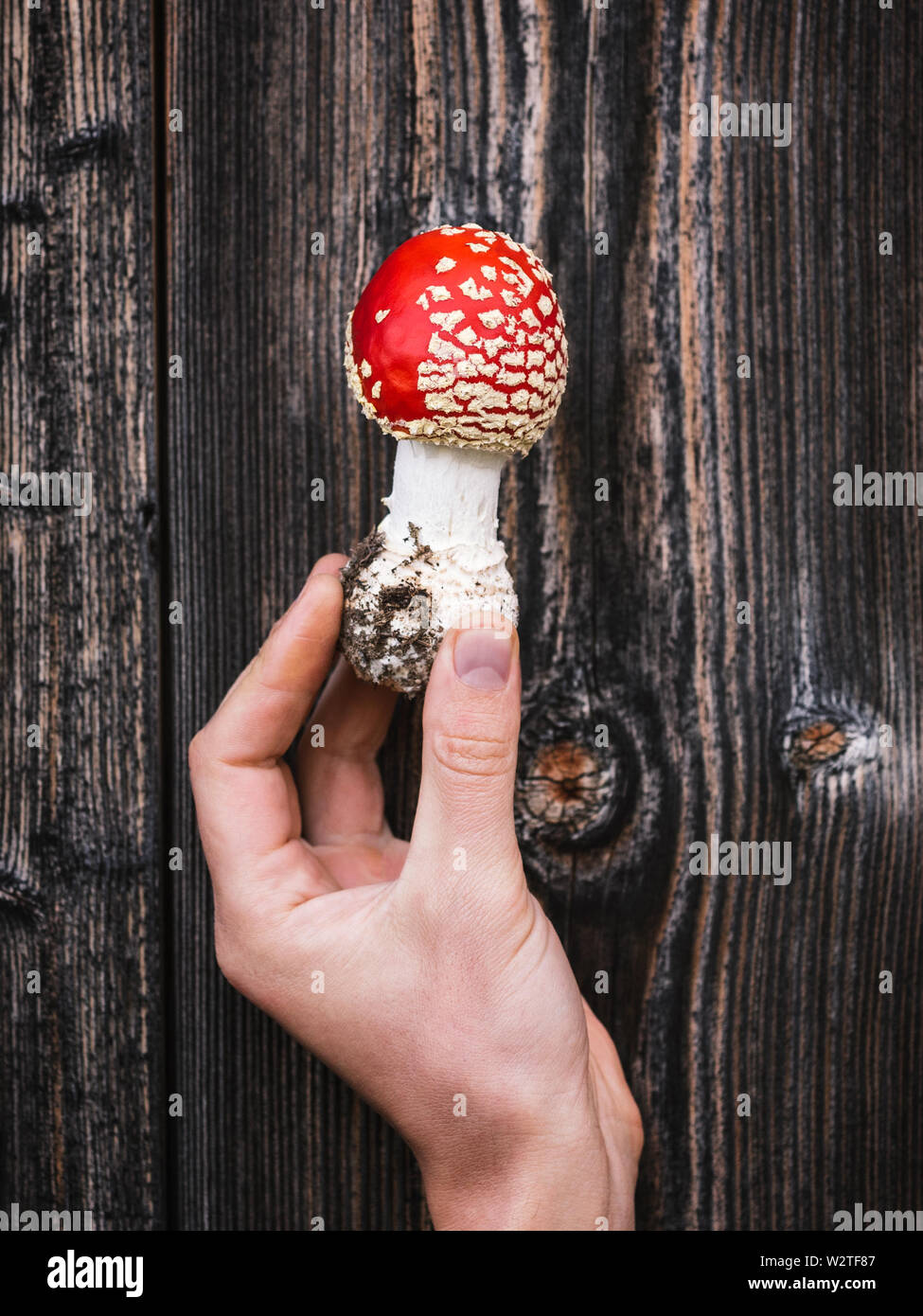 Rosso di funghi velenosi amanita muscaria () sullo sfondo di età di tavole di legno. Originale e sorprendente nella natura Foto Stock