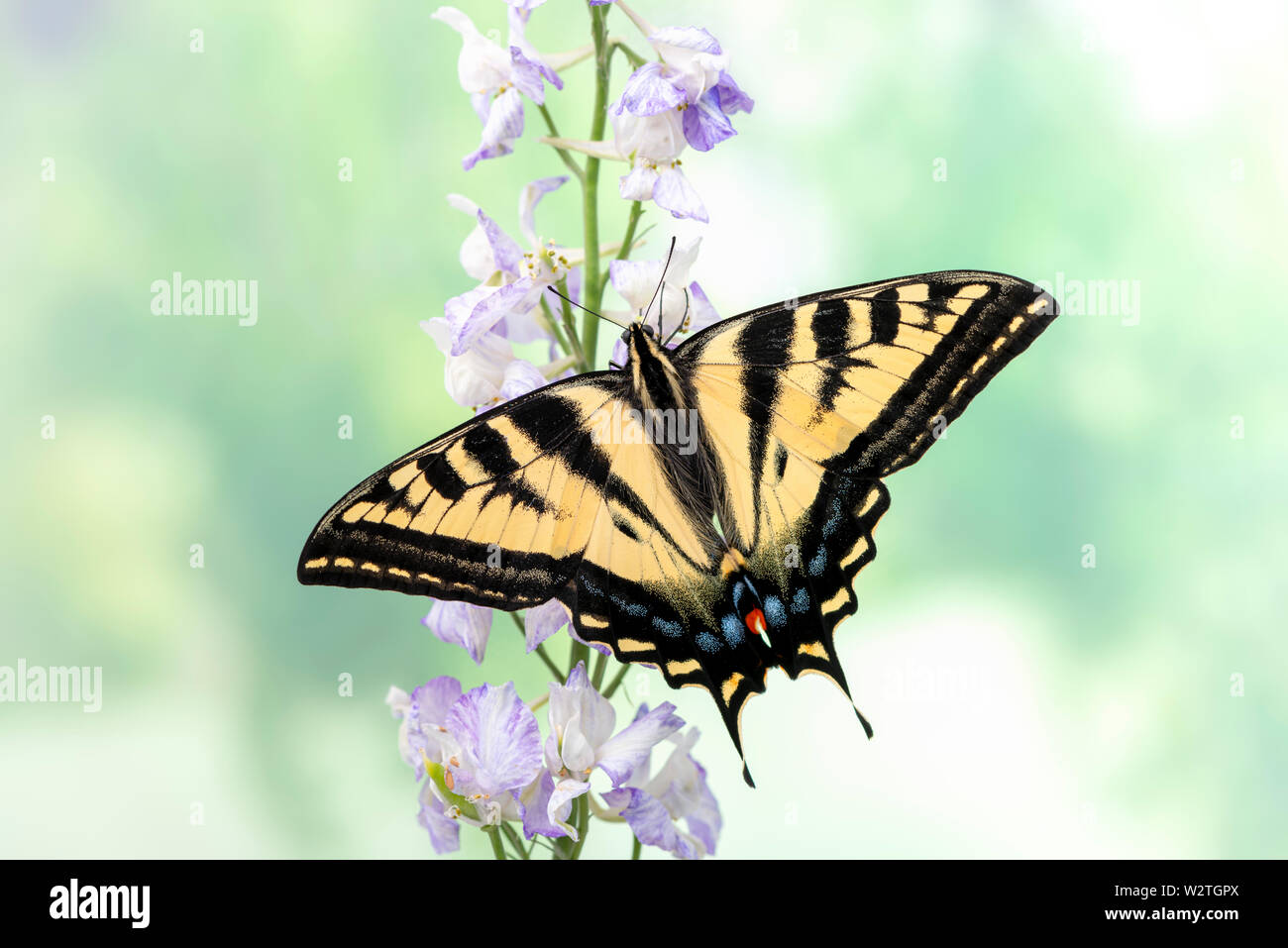 Western Tiger coda forcuta (Papilio rutulus) su un fiore con alette aperte - vista superiore su uno sfondo verde - close up Foto Stock