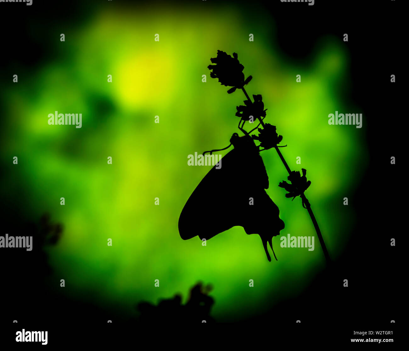 Silhouette di una coda forcuta butterfly papilio rutulus - close up - Vista laterale Foto Stock