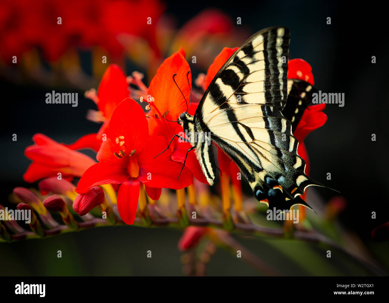 Western Tiger coda forcuta (Papilio rutulus) su un rosso fiore di Lucifero Foto Stock