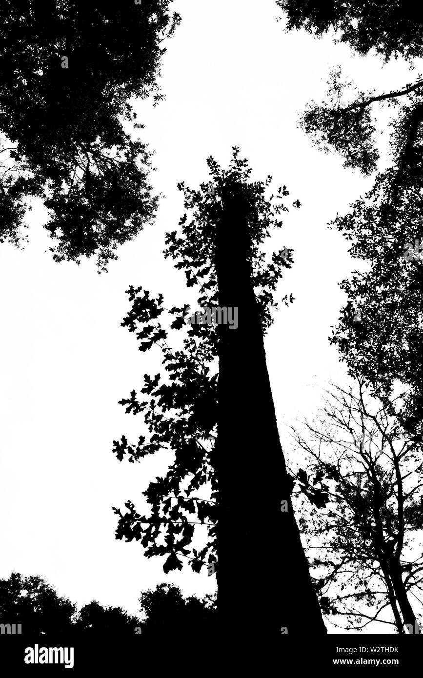 Lone Tree sorge in silhouette in una North Florida boschi. Foto Stock