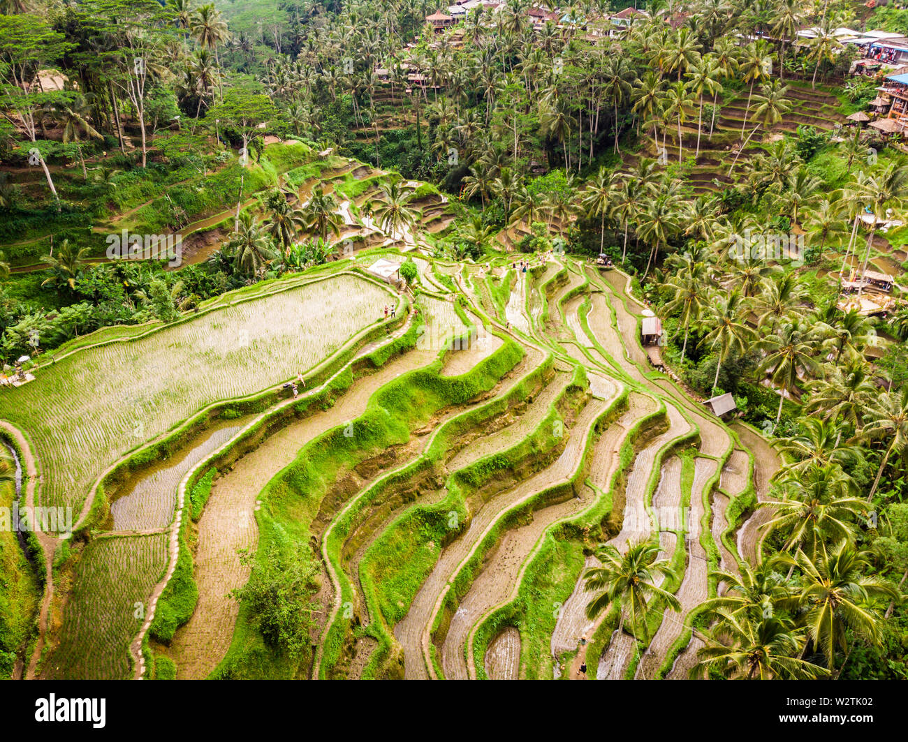 Vista drone di riso Tegalalang terrazza a Bali, Indonesia, con palme e percorsi per touristr a camminare in piantagioni Foto Stock