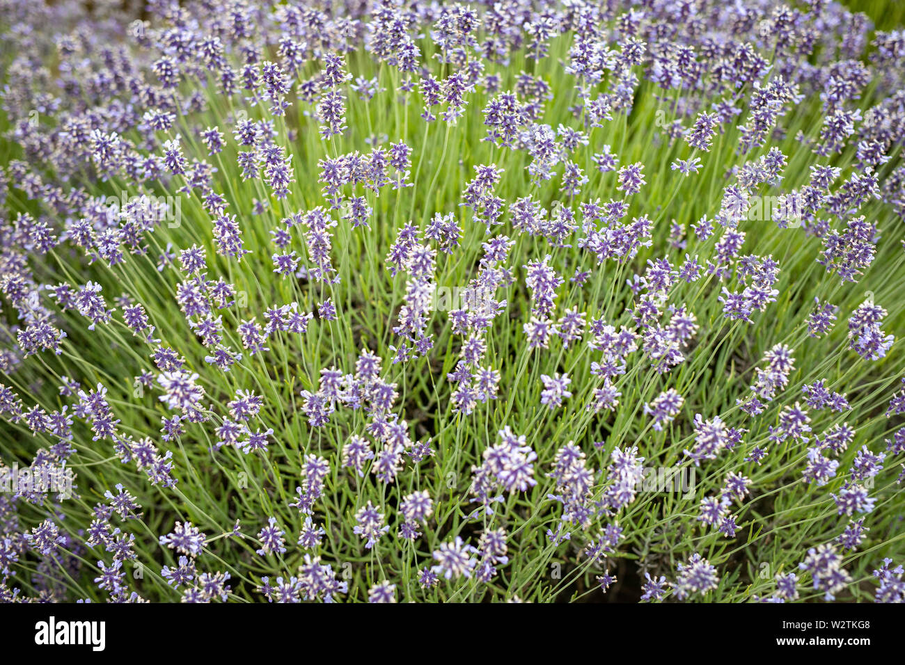 Boccola di lavanda e fiori. Prato colorati, Polonia Foto Stock