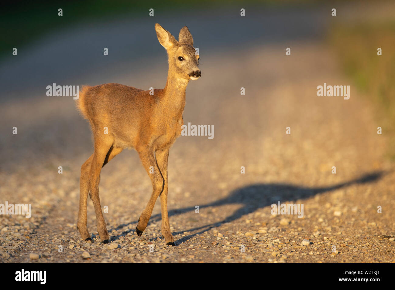 Giovani il capriolo (Capreolus capreolus) Foto Stock