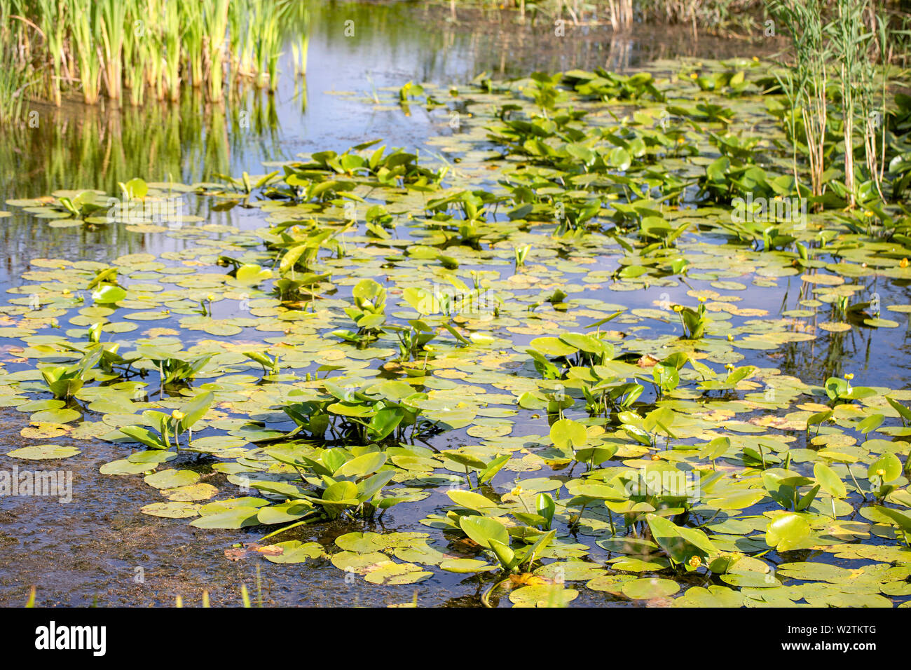 Meandri fluviali e di piante in acqua dalle colline di sabbia sul fiume  Warta. Area protetta - 'Warta Landscape Park Foto stock - Alamy