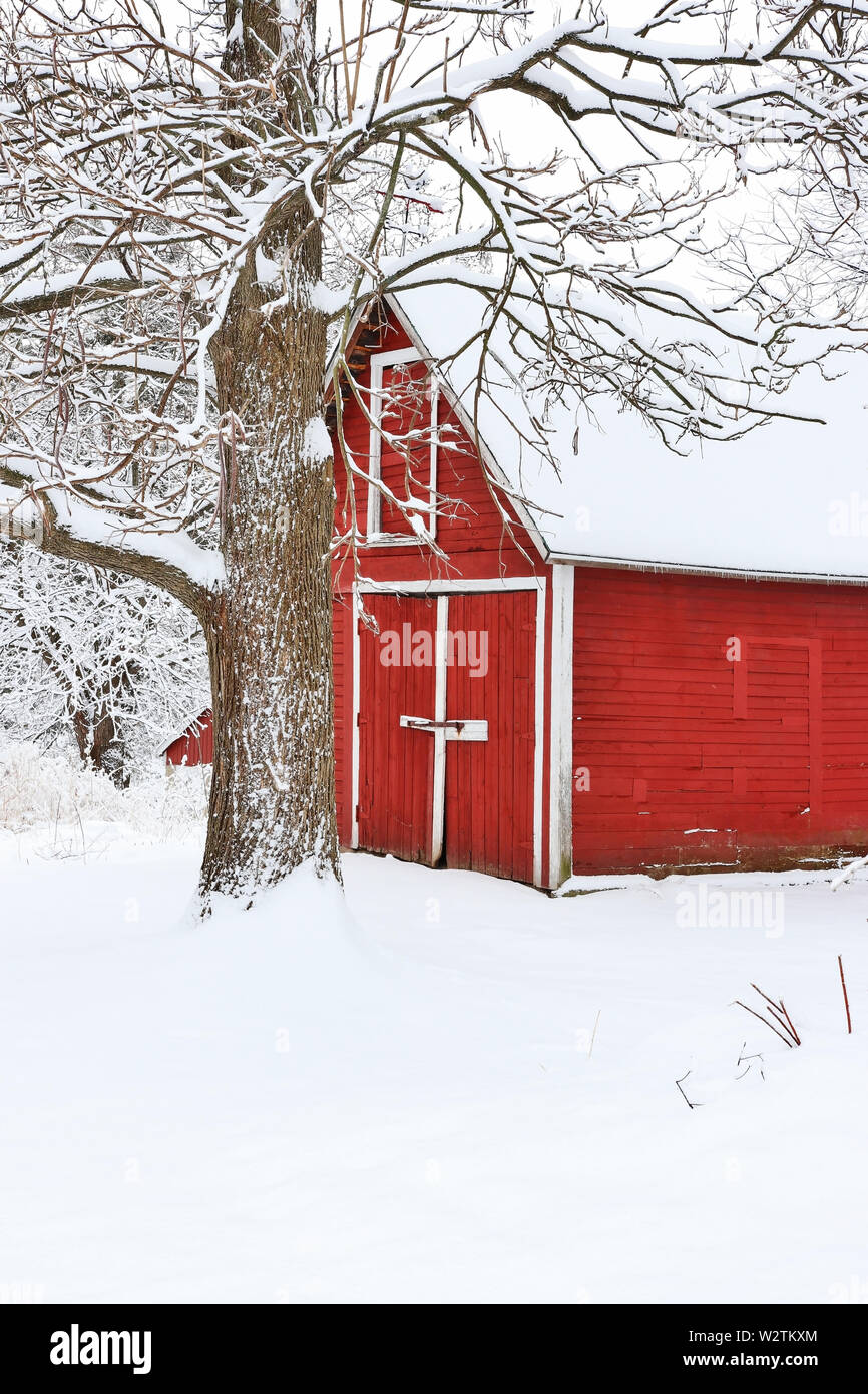 Vista panoramica con granaio rosso nel cowered da neve fresca di legno. Agricoltura Agricoltura e vita rurale a sfondo d'inverno. Composizione verticale. Foto Stock