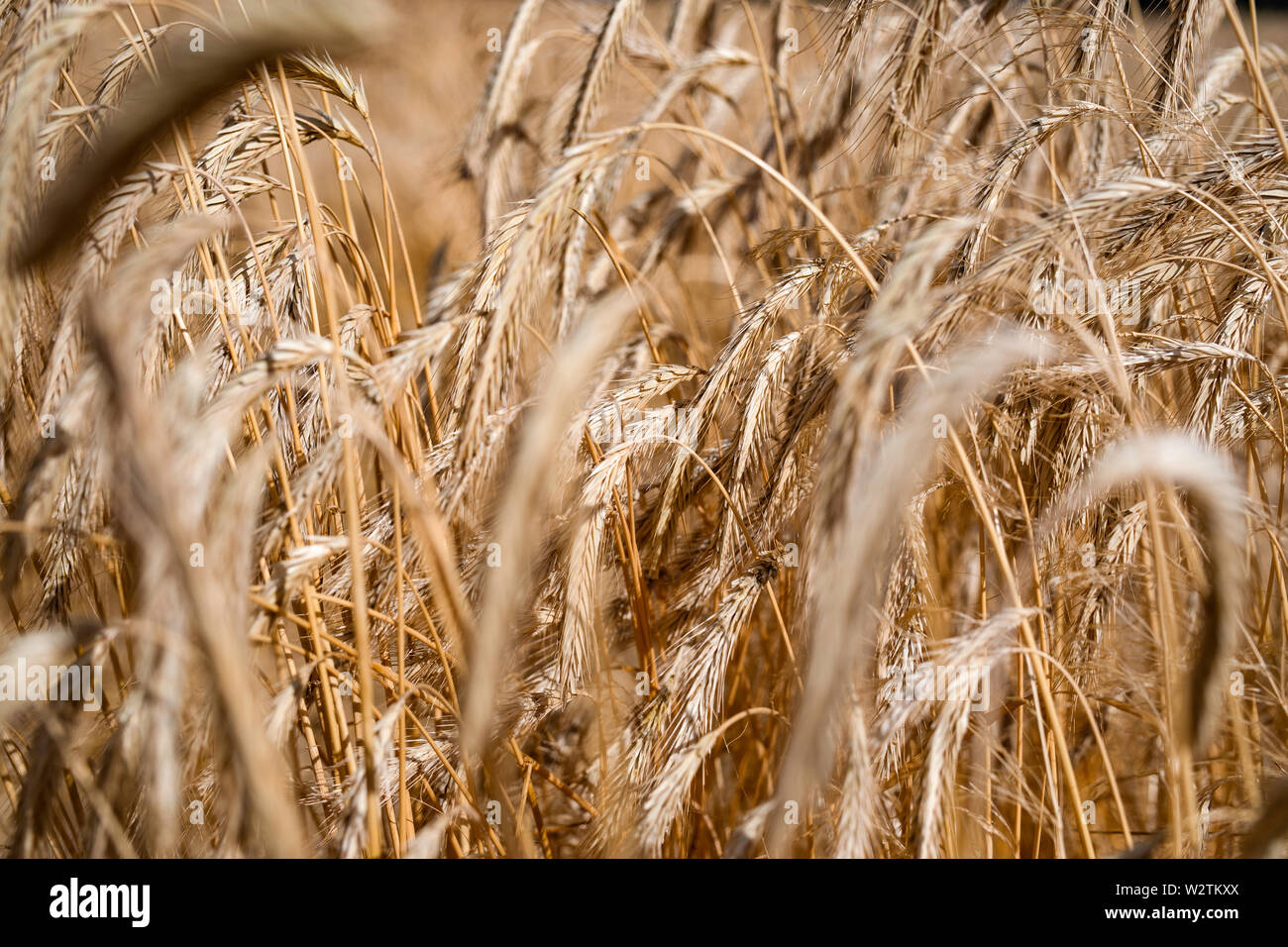Luminose campi di grano, segale, cereali, agricoltura della Polonia. Foto Stock