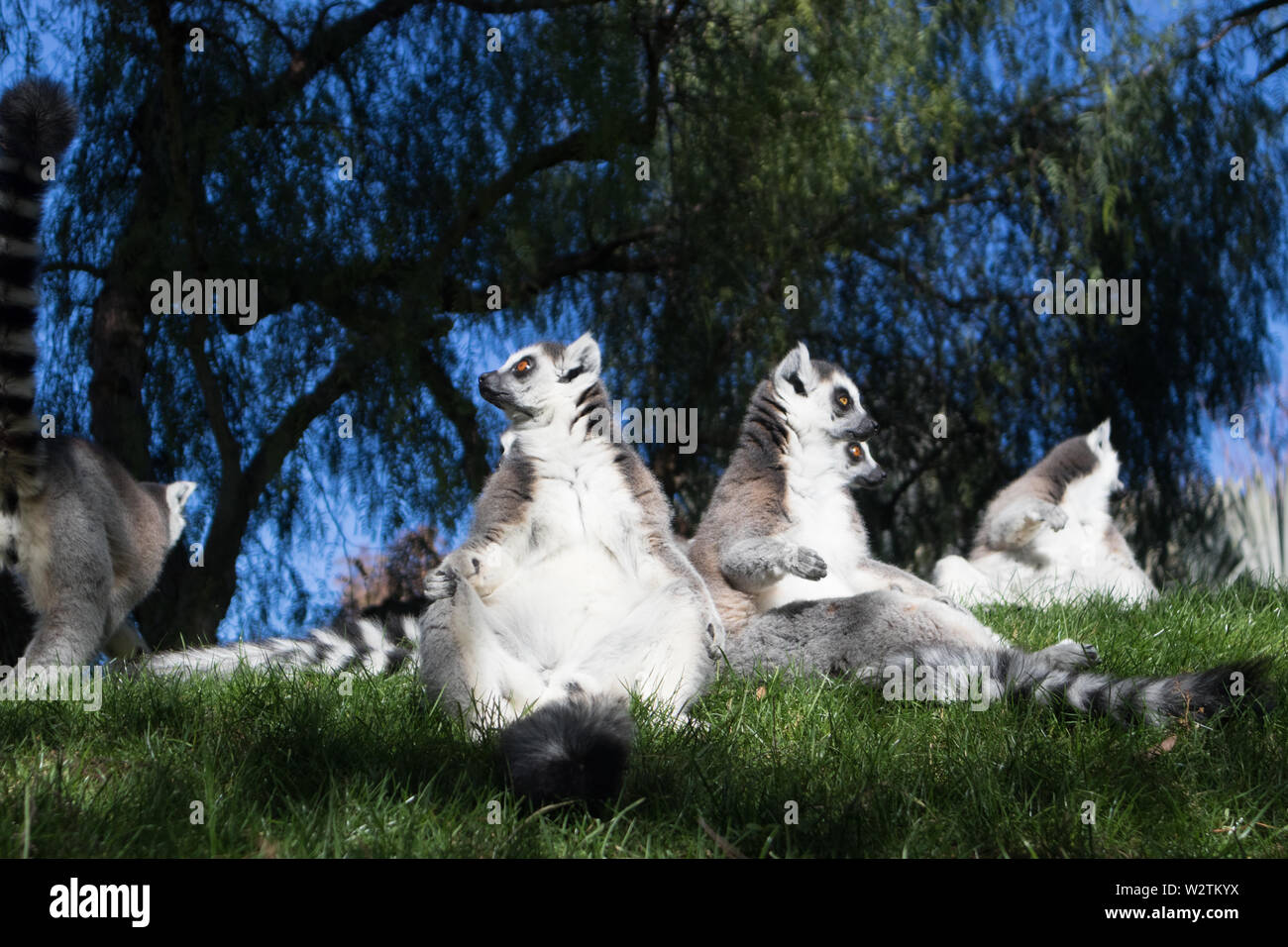 Famiglia di lemuri a prendere il sole sul prato. L'anello tailed lemur, lemuri catta, è un grande primate strepsirrhine e più riconosciuti lemur a causa di Foto Stock