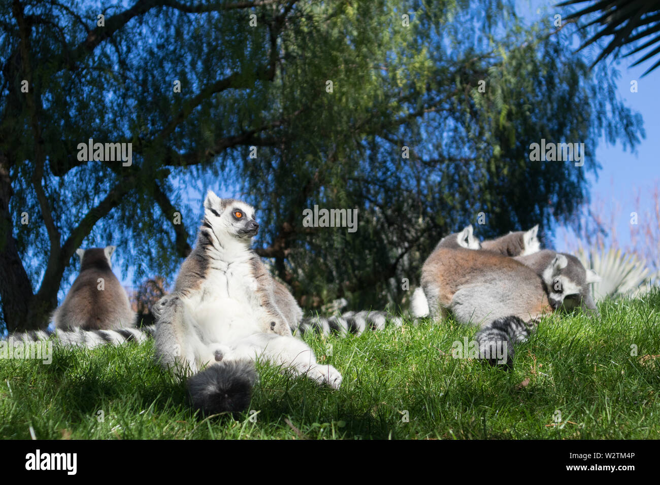 Famiglia di lemuri a prendere il sole sul prato. L'anello tailed lemur, lemuri catta, è un grande primate strepsirrhine e più riconosciuti lemur a causa di Foto Stock
