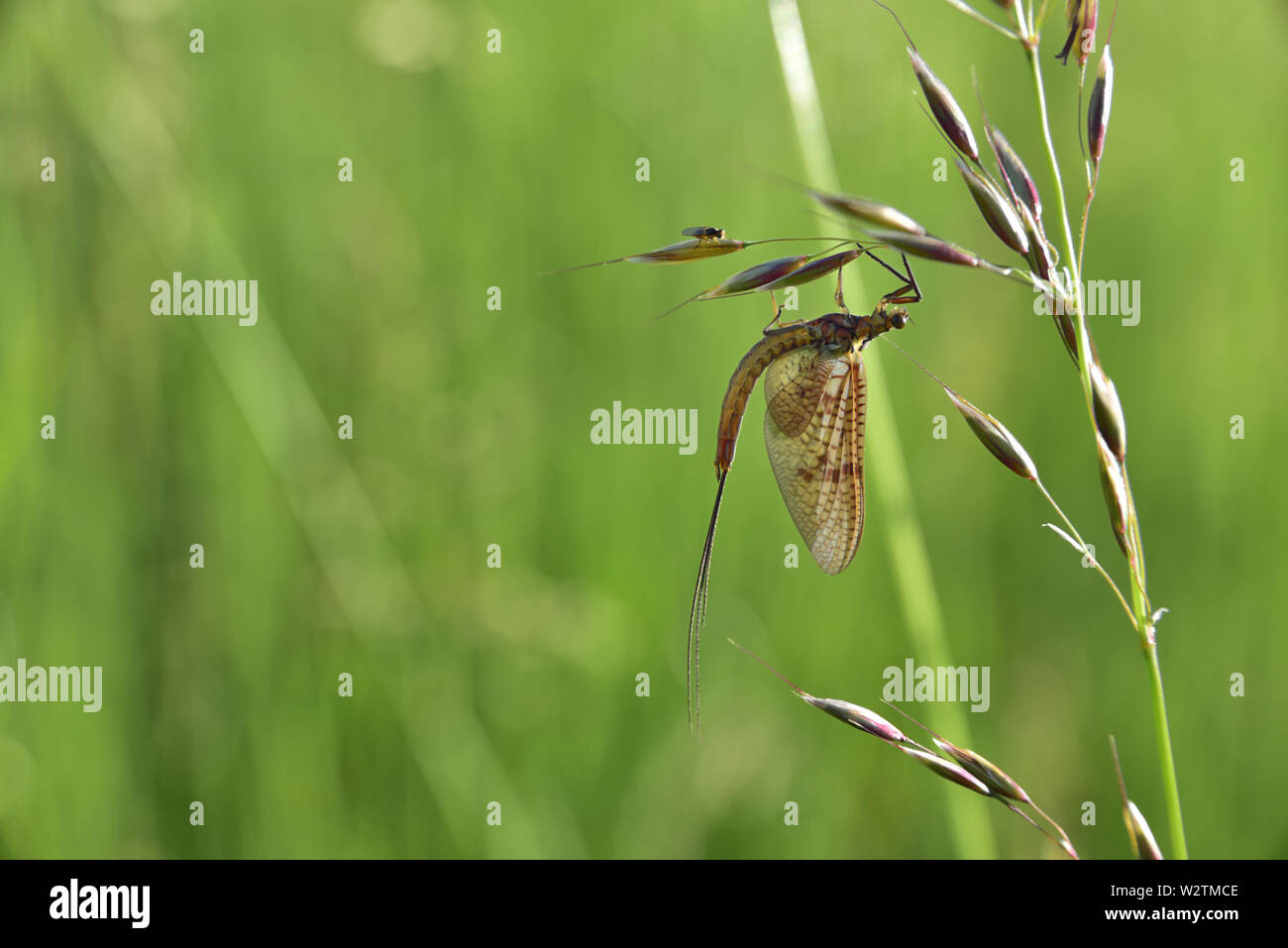 Piccolo mayfly appeso su un filo d'erba di un prato in estate Foto Stock