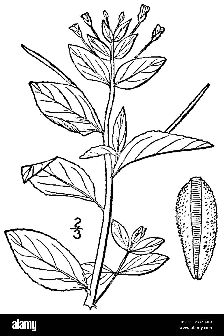 Epilobium hornemannii BB-1913 Foto Stock