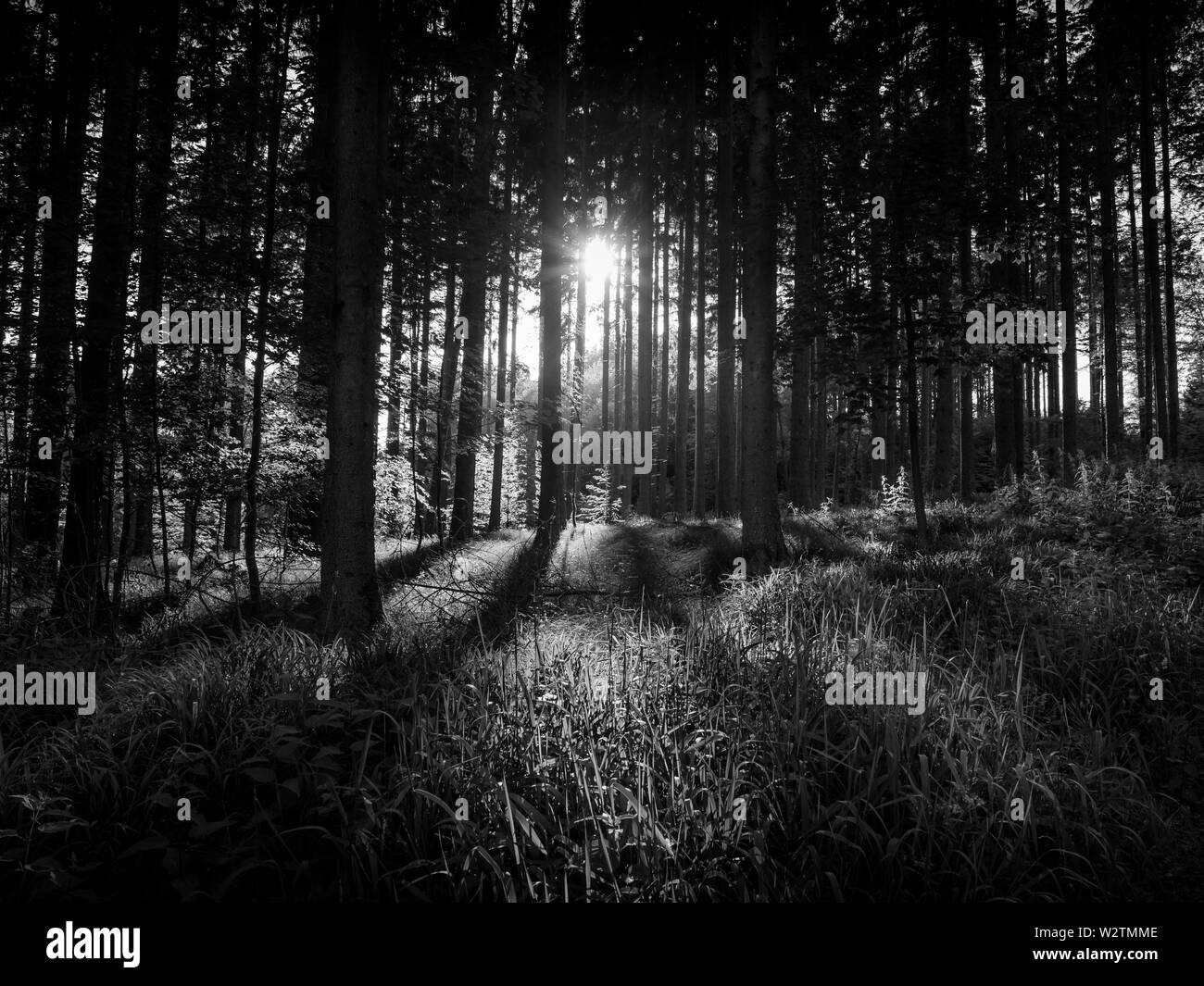 Immagine della bella foresta con la luce del sole e la fiaba umore durante il tramonto Foto Stock