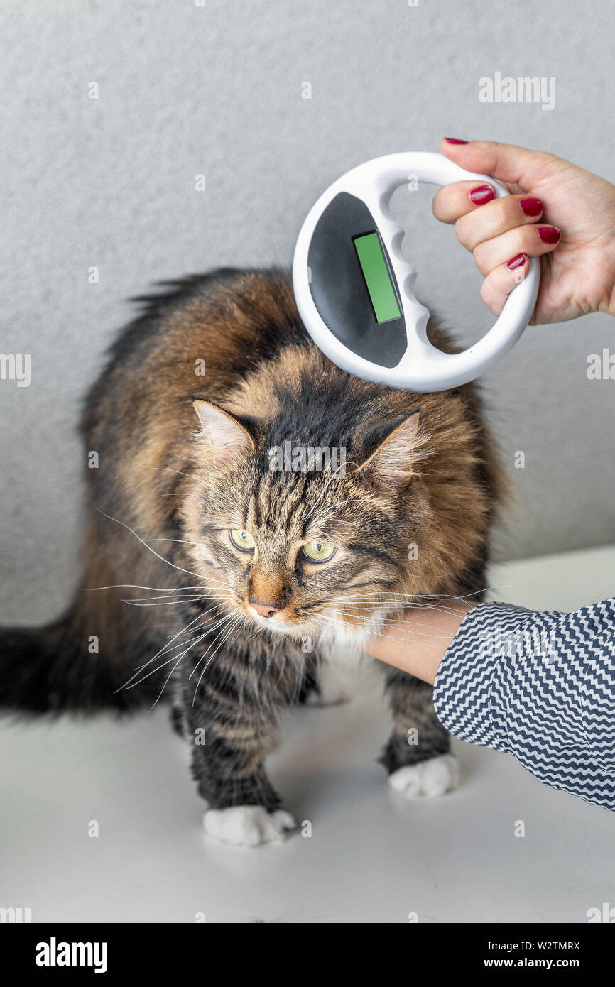Il veterinario controlla il microchip su un gatto con il microchip Scanner  in una clinica veterinaria. Identificazione degli animali Foto stock - Alamy