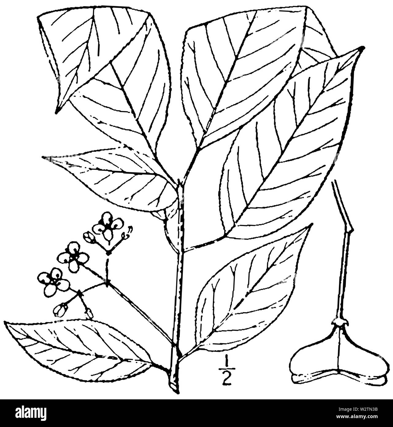 Euonymus atropurpureus (come Euonymus atropurpurea) BB-1913 Foto Stock