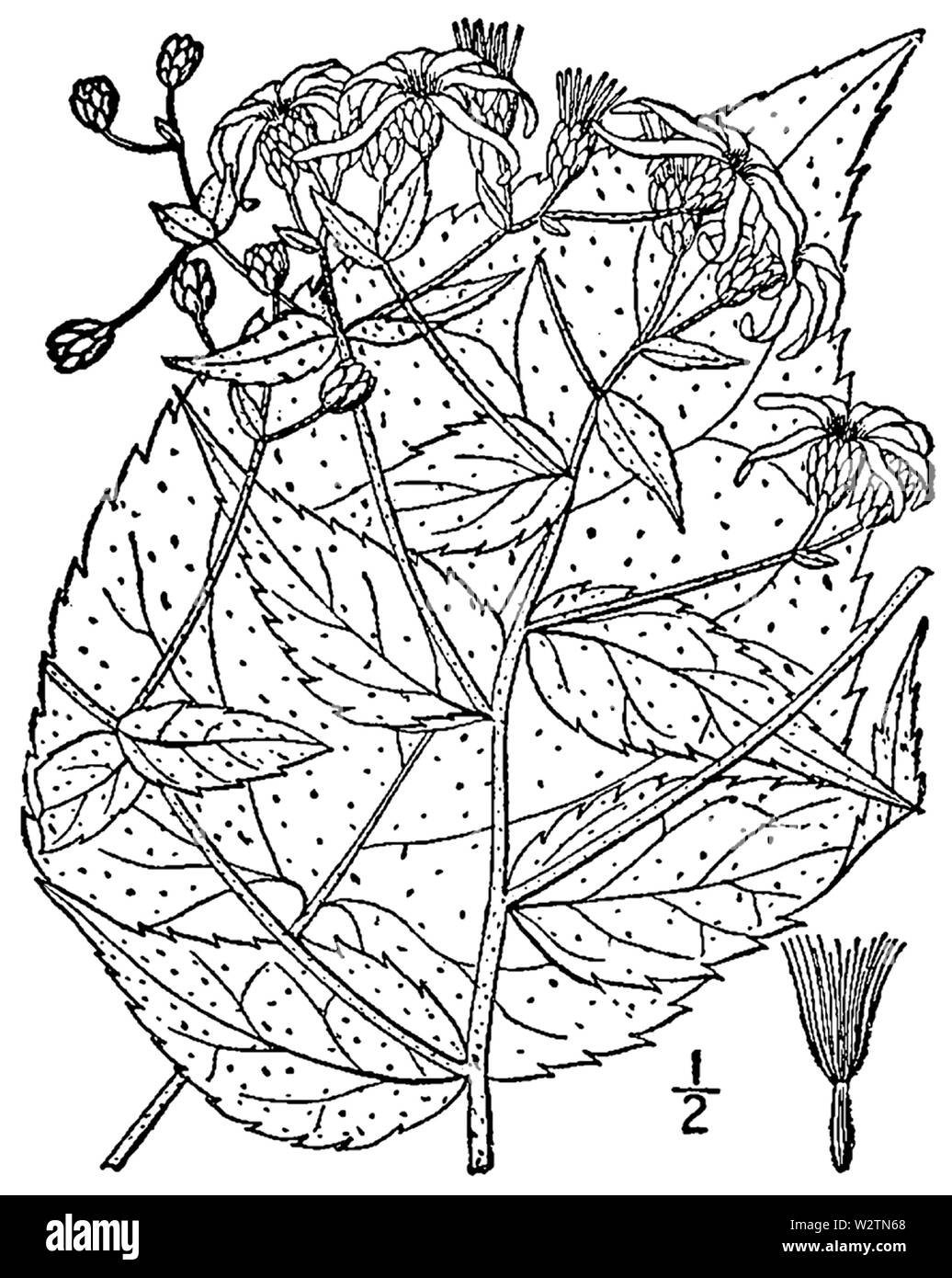 Eurybia macrophylla BB-1913-4 Foto Stock