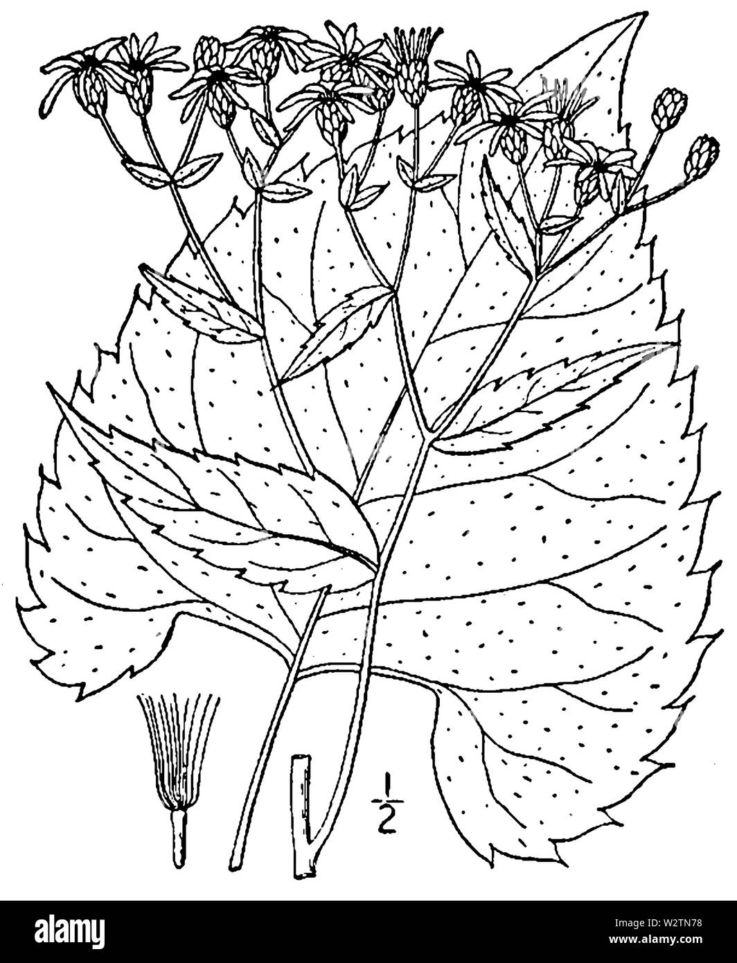 Eurybia schreberi come Aster schreberi BB-1913 Foto Stock