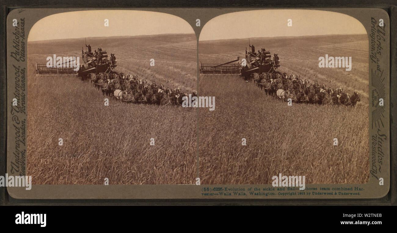Evoluzione della falce e agitare, 33 team cavallo combinate trincia semovente, Walla Walla Washington, da Robert N Dennis raccolta di vista stereoscopica 4 Foto Stock