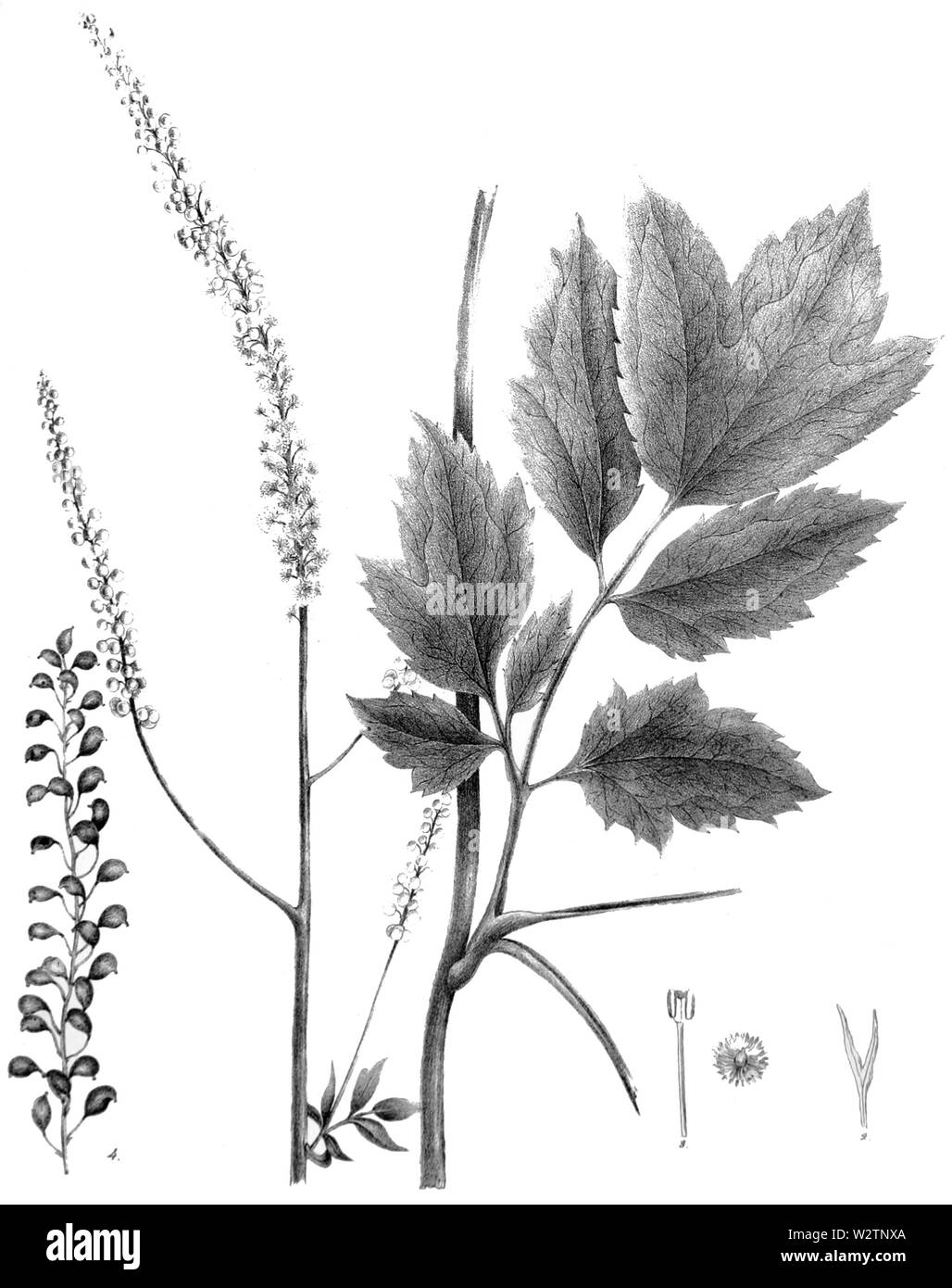 FNY-04 Cimicifuga racemosa Foto Stock
