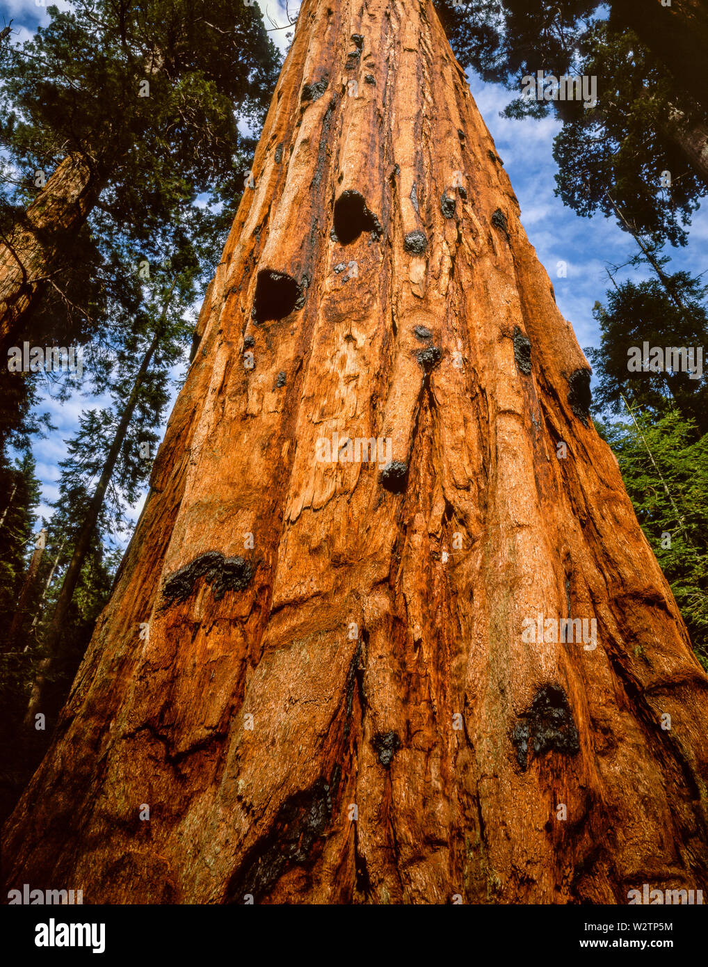 Sequoia gigante, Redwood Creek, Kings Canyon National Park, California Foto Stock