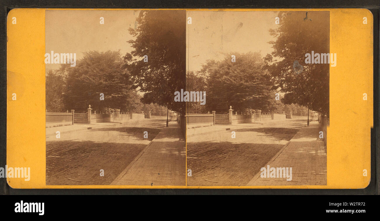 Famoso Fern Leafed faggio presso la libreria di Redwood, Newport, RI, da P T Sharp Foto Stock