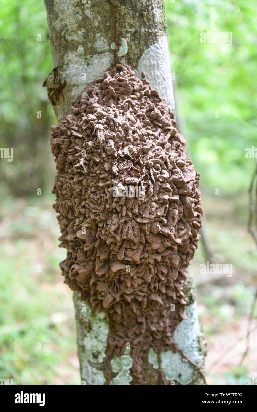Termite nido su un albero nella foresta di natura , il fuoco selettivo Foto Stock