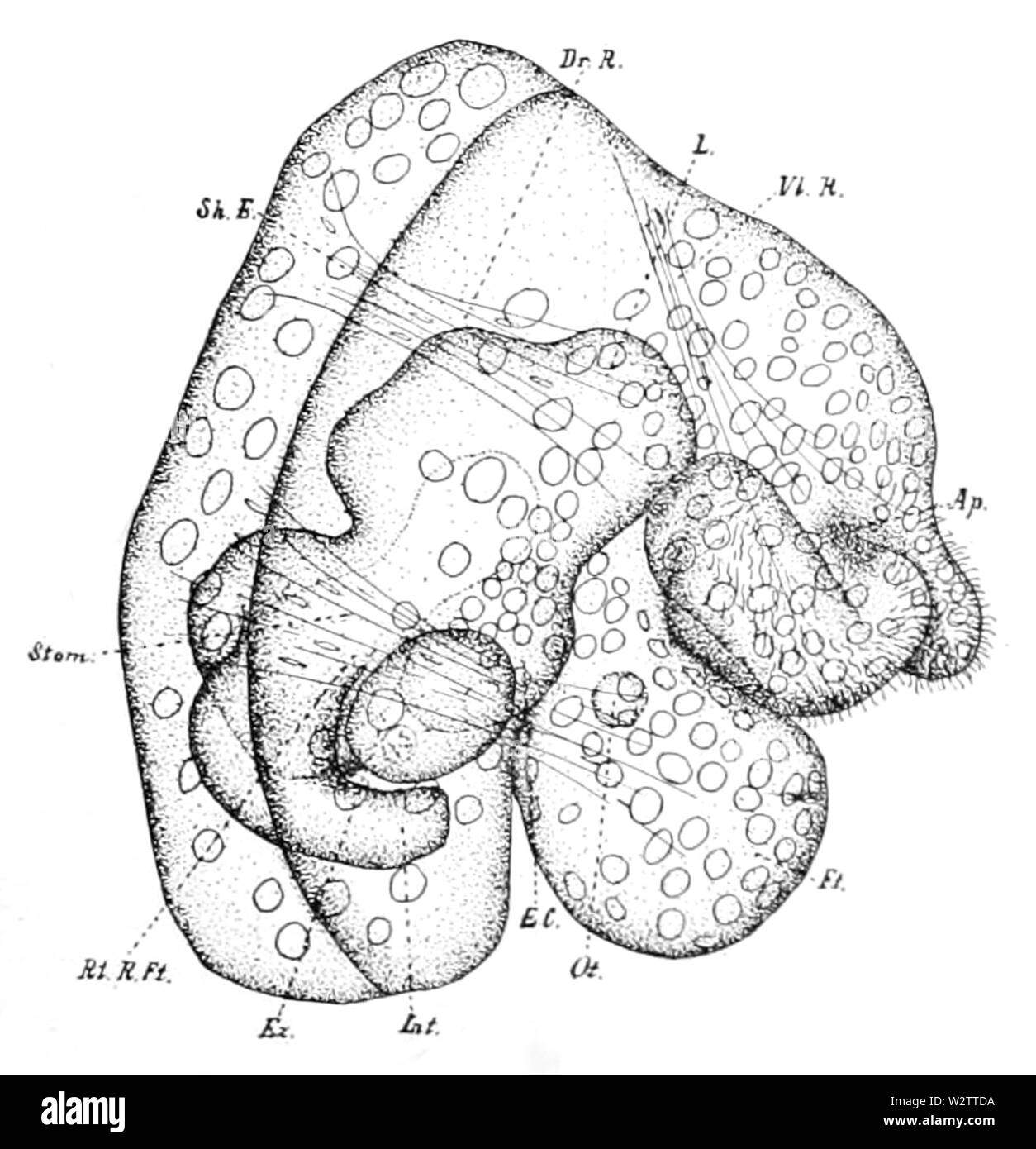 Fiona pinnata veliger 6 Foto Stock