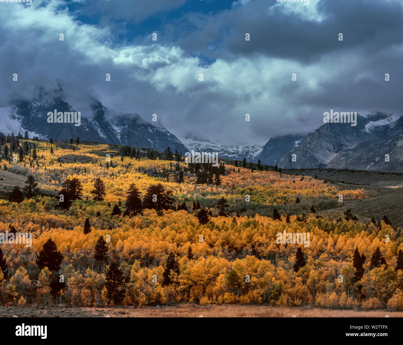 Nuvole di tempesta, Aspens, Parker banco, Ansel Adams Wilderness, Inyo National Forest, Sierra orientale, CA Foto Stock