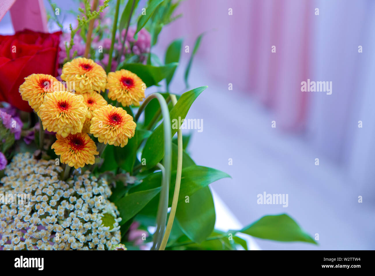 Giallo Fiore Dahlia con sfondo blu . Fibonacci sequenza matematica o rapporto aureo trovato in natura. Decorazione con bouquet di fiori dahlia Foto Stock