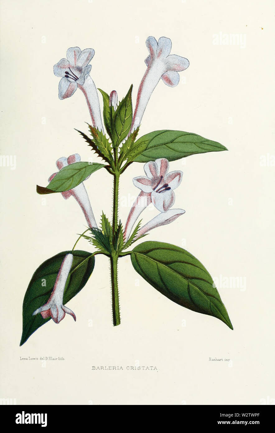 Fiore-barleria-cristata Foto Stock