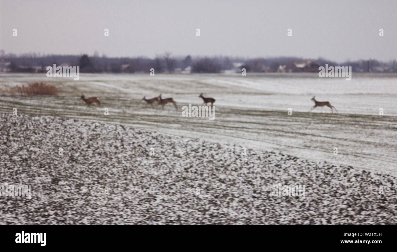 Allevamento di cervi eseguiti sul campo e nebbioso ricoperta di neve al mattino Foto Stock