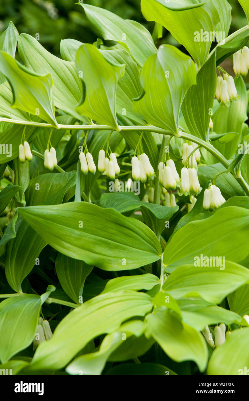 Polygonatum hirtum guarnizione Solomons che mostra gruppi di fiori di colore bianco con punte di verde completamente hardy e meglio coltivate in pieno o ombra parziale Foto Stock