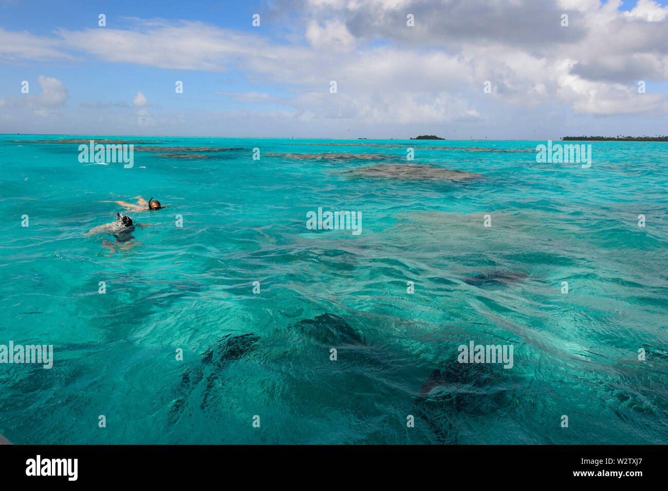 Persone per fare snorkelling e guardando carangidi giganti pesci in laguna turchese di Aitutaki, Isole Cook, Polinesia Foto Stock