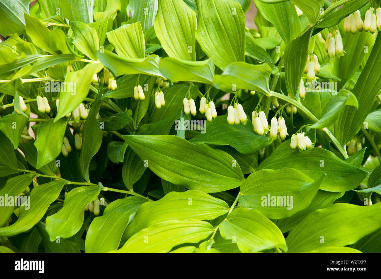 Polygonatum hirtum guarnizione Solomons che mostra gruppi di fiori di colore bianco con punte di verde completamente hardy e meglio coltivate in pieno o ombra parziale Foto Stock