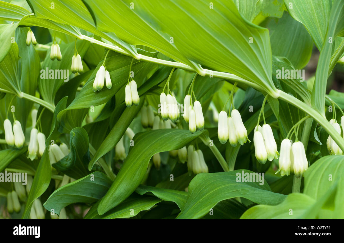 Polygonatum hirtum guarnizione Solomons che mostra gruppi di fiori di colore bianco con punte di verde completamente hardy e meglio coltivate in pieno o ombra parziale Foto Stock