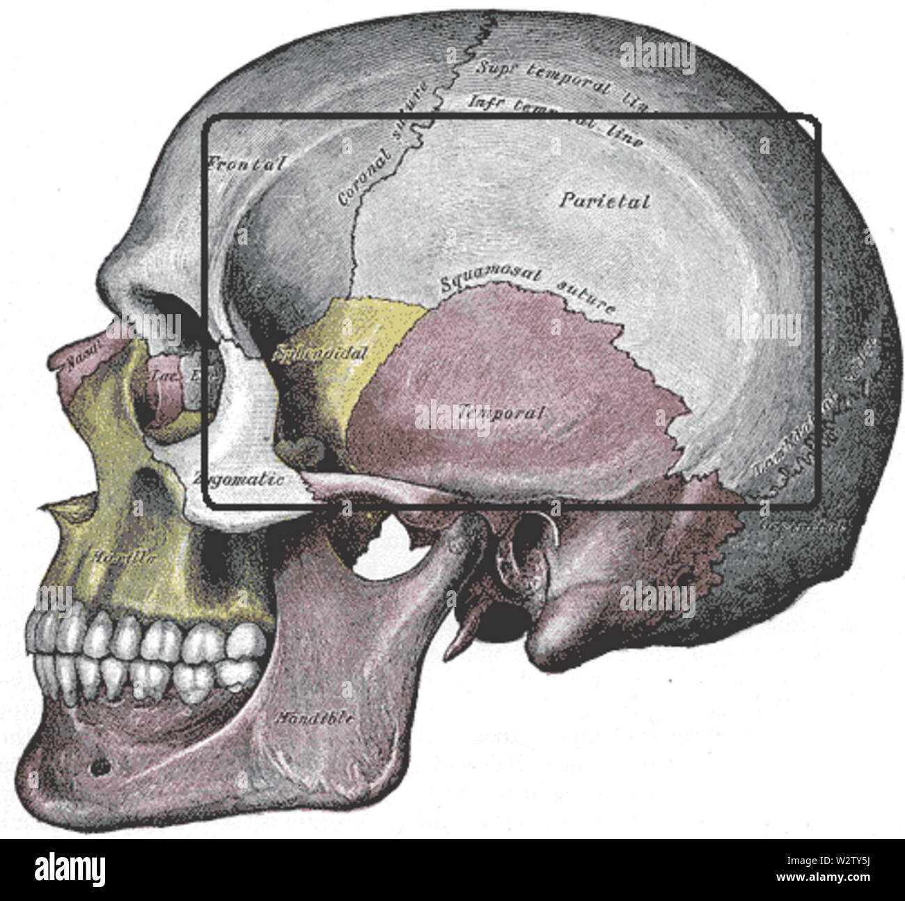 Fossatemporalis Foto Stock