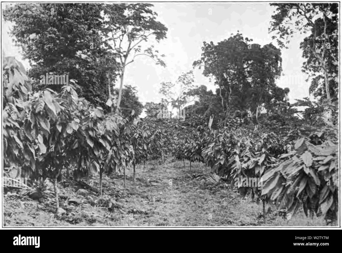 Cacao Fotg d063 quarto anno la crescita di cacao in Samoa Foto Stock