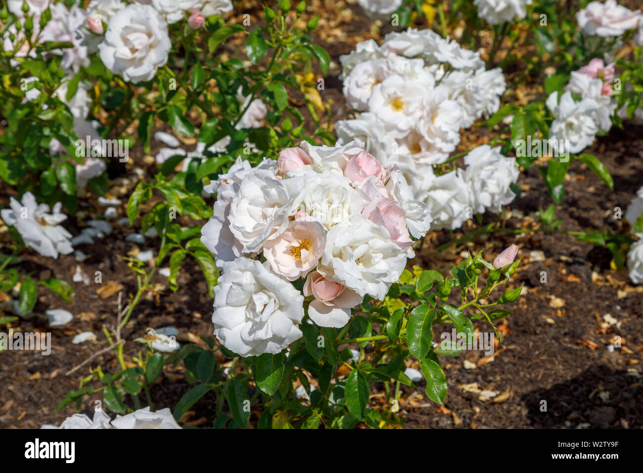 Bianco al rosa tenue semi-doppio floribunda rosa ad arbusto 'Mqualsiasi felici ritorni' (Harwanted) in estate, Onorevole Greville's Garden, Polesden Lacey, Surrey Foto Stock