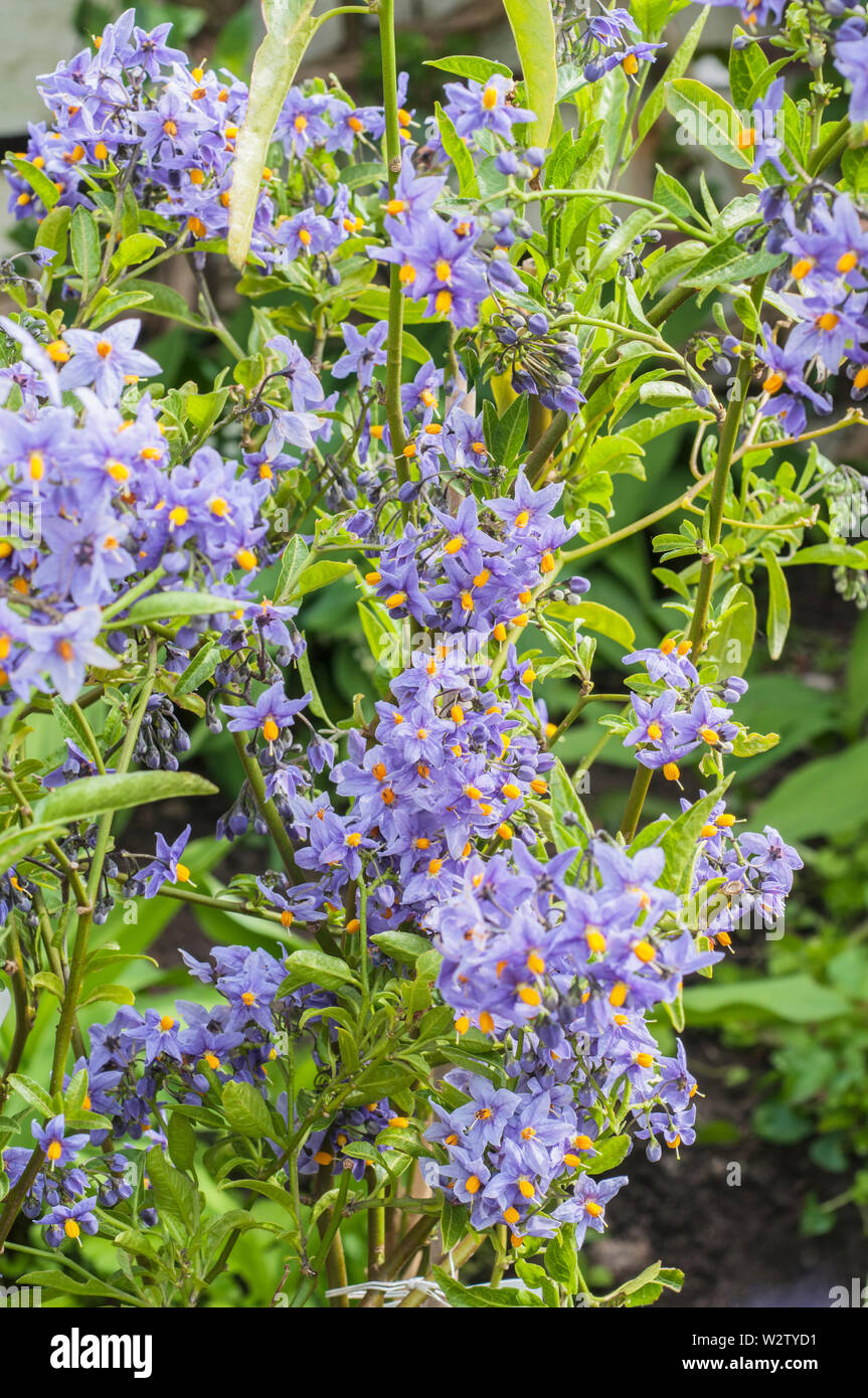 Solanum crispum 'Glasnevin' patata cilena di albero in piena fioritura. Un semi-evergreen clmber che ha viola-blu di fiori da inizio estate di autunno Foto Stock