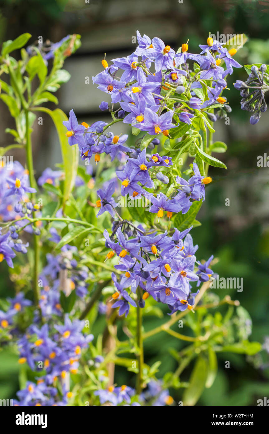 Solanum crispum 'Glasnevin' patata cilena di albero in piena fioritura. Un semi-evergreen clmber che ha viola-blu di fiori da inizio estate di autunno Foto Stock