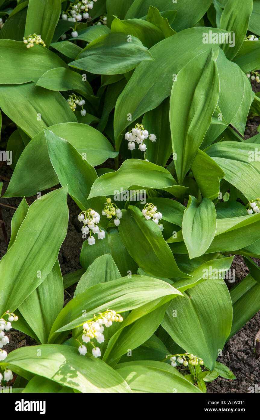 Convallaria majalis Lily-of-the-Valley questa è una pianta sempreverde che può essere utilizzata per la copertura del terreno o coltivata in un confine ombreggiato è completamente dura Foto Stock