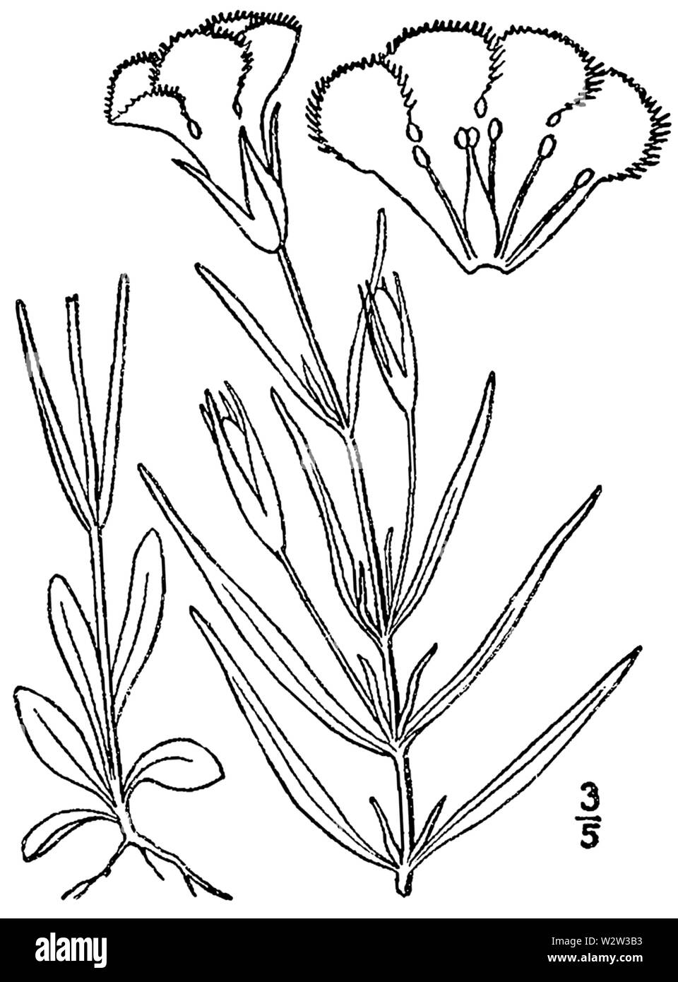 Gentianopsis virgata BB-1913 Foto Stock