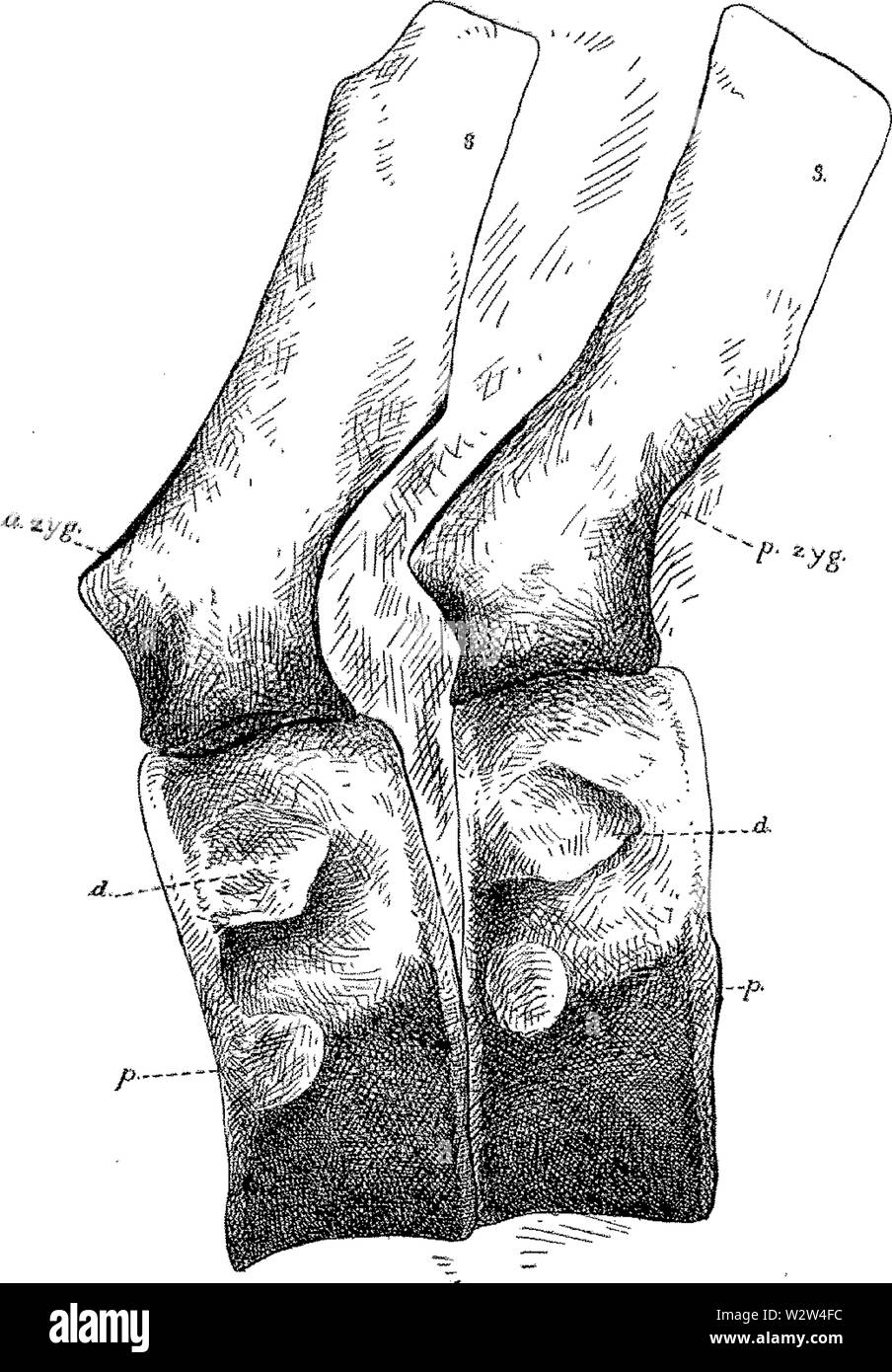 Gilmore Note sull'osteologia del Baptanodon Fig 13 Foto Stock