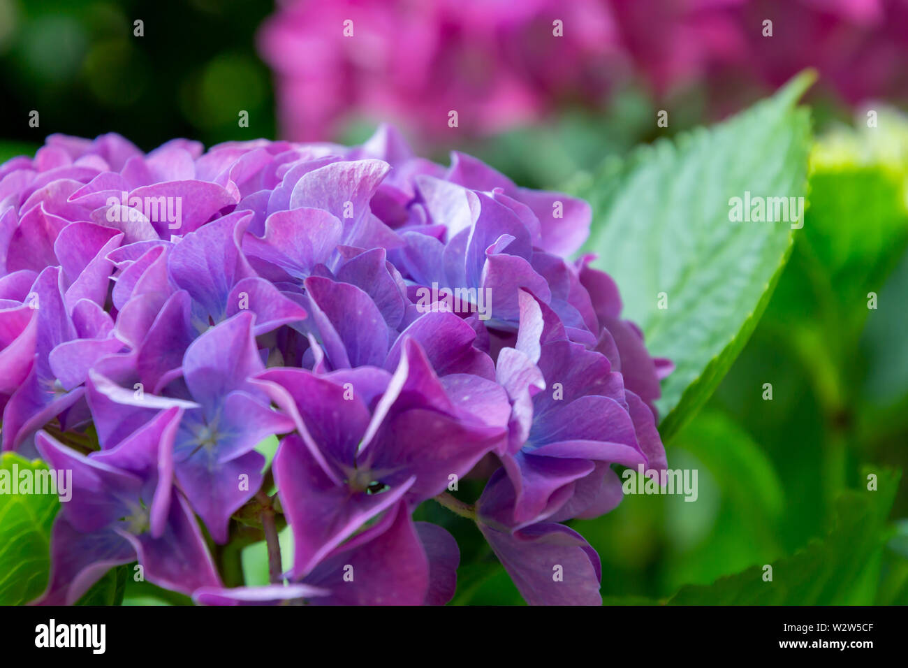 Viola fiore ortensie Hydrangea macrophylla in un giardino Foto Stock