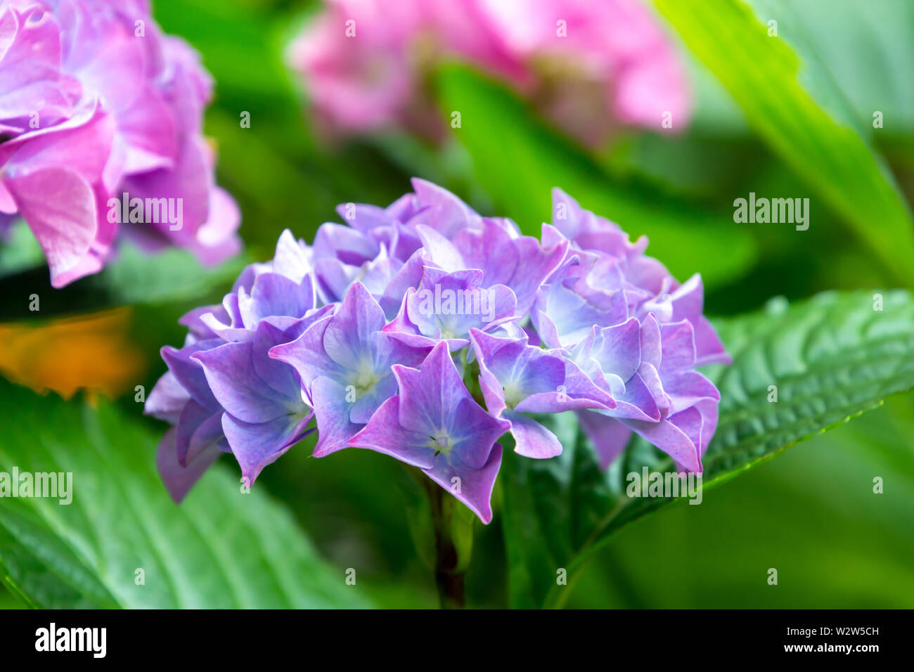 Viola fiore ortensie Hydrangea macrophylla in un giardino Foto Stock