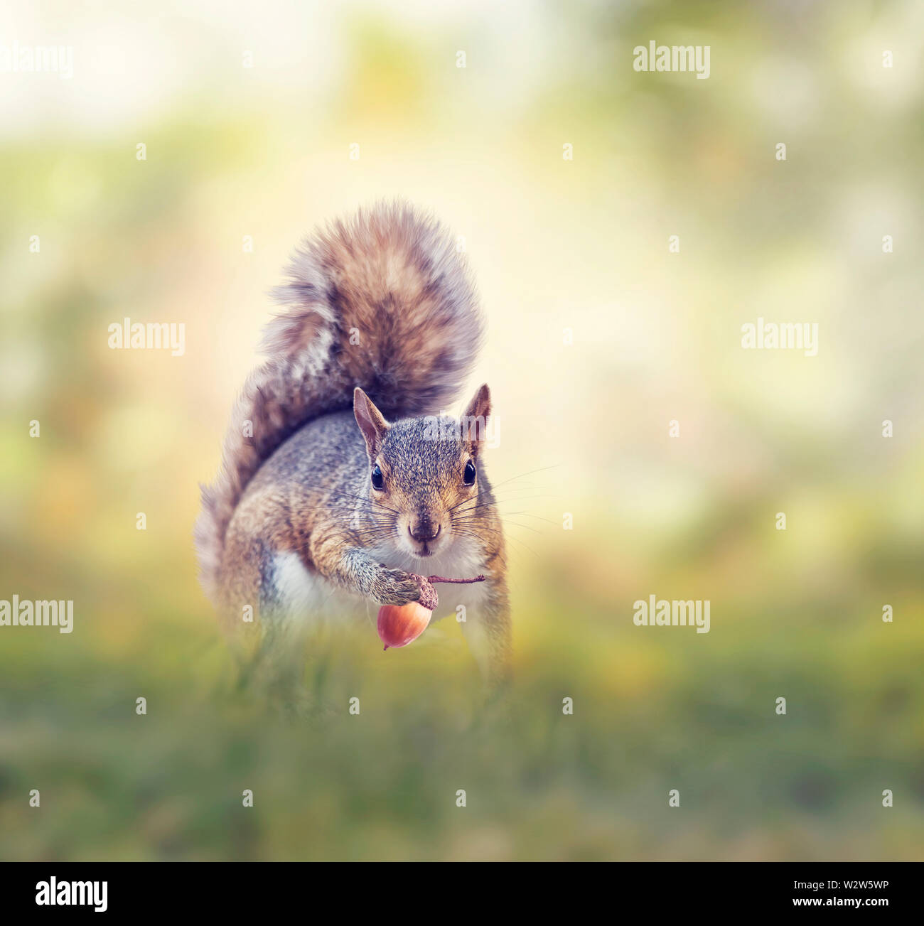 American scoiattolo grigio in cerca di cibo all'aperto Foto Stock