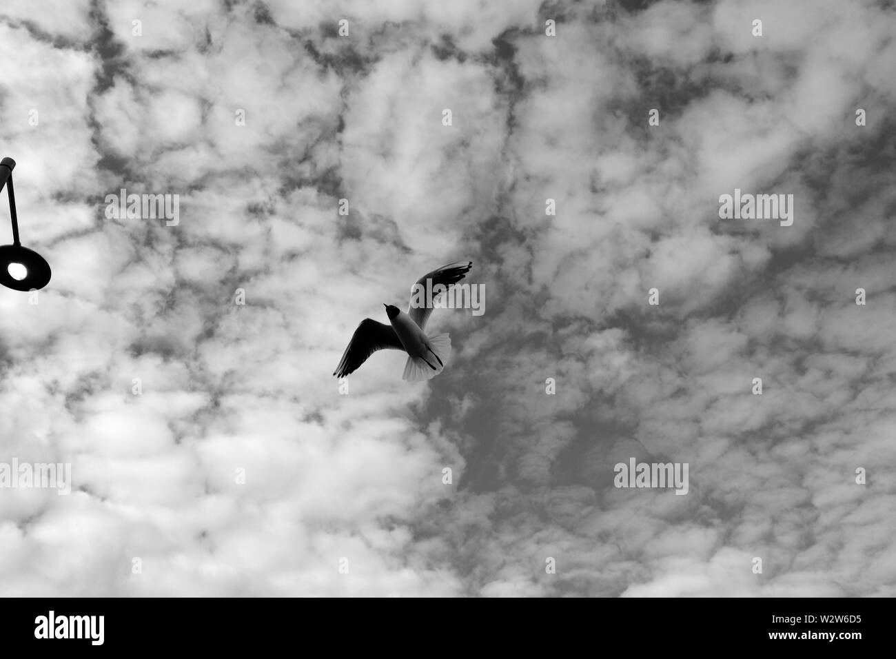 Gabbiani in volo contro un suggestivo, nuvoloso, monocromatici in bianco e nero sky, tra illuminazione stradale e la costruzione di cime a Newport Stazione degli Autobus Foto Stock