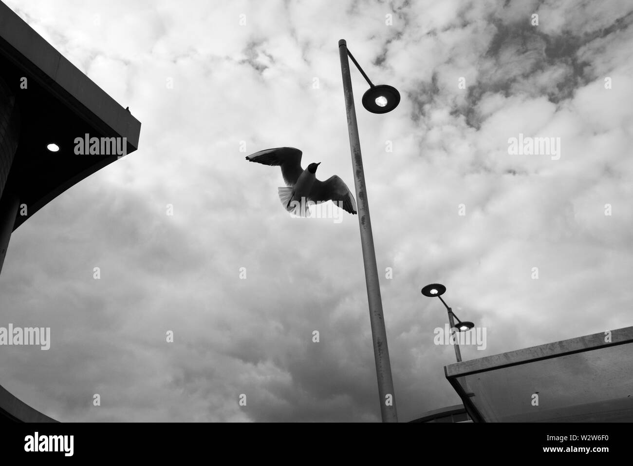 Gabbiani in volo contro un suggestivo, nuvoloso, monocromatici in bianco e nero sky, tra illuminazione stradale e la costruzione di cime a Newport Stazione degli Autobus Foto Stock